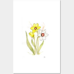 Yellow and White Daffodils Posters and Art